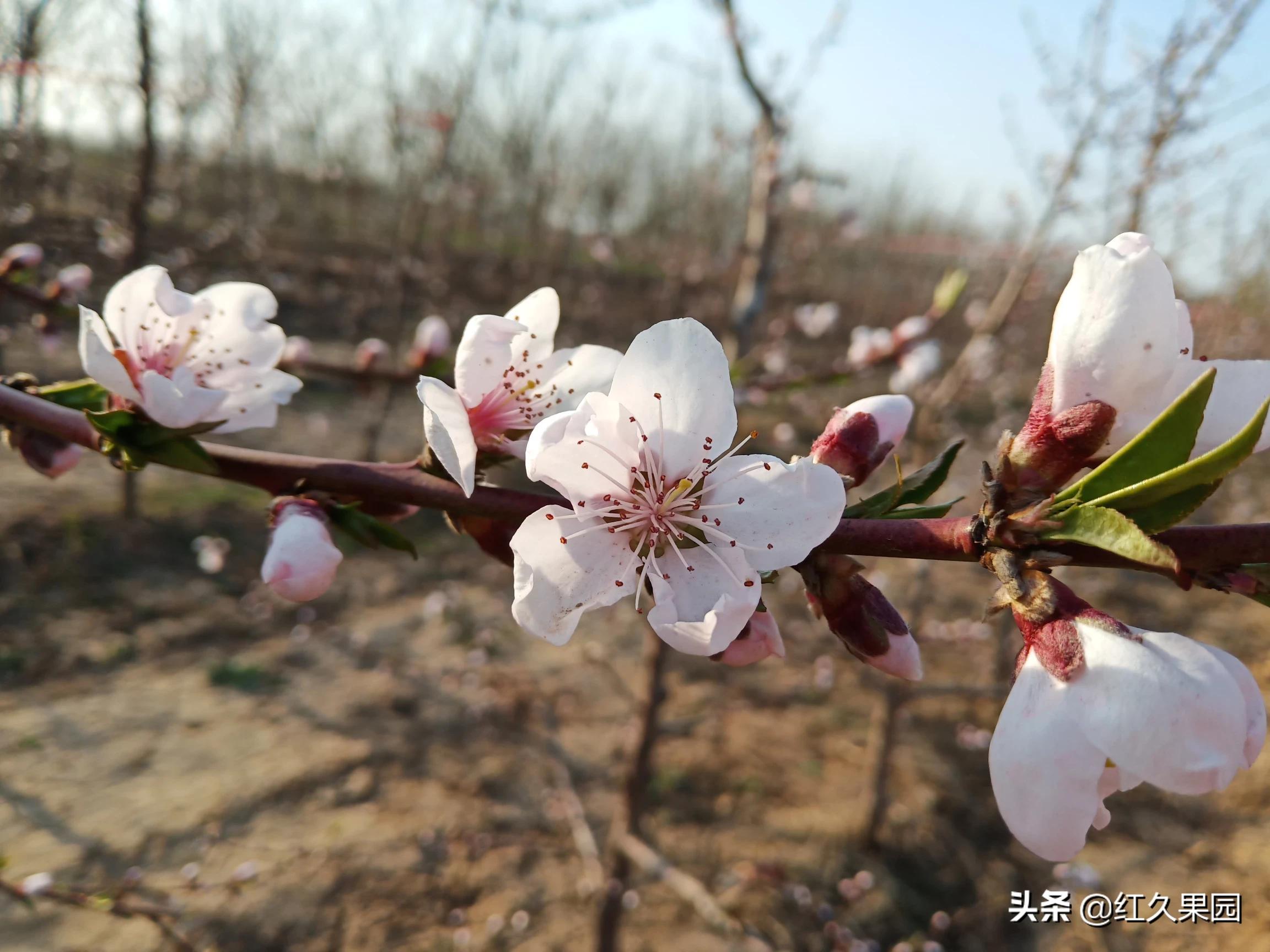 最新桃樹修剪技術(shù)教程詳解