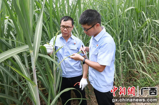 南寧糖業(yè)最新動態(tài)，甜蜜事業(yè)與自然美景的奇妙交融