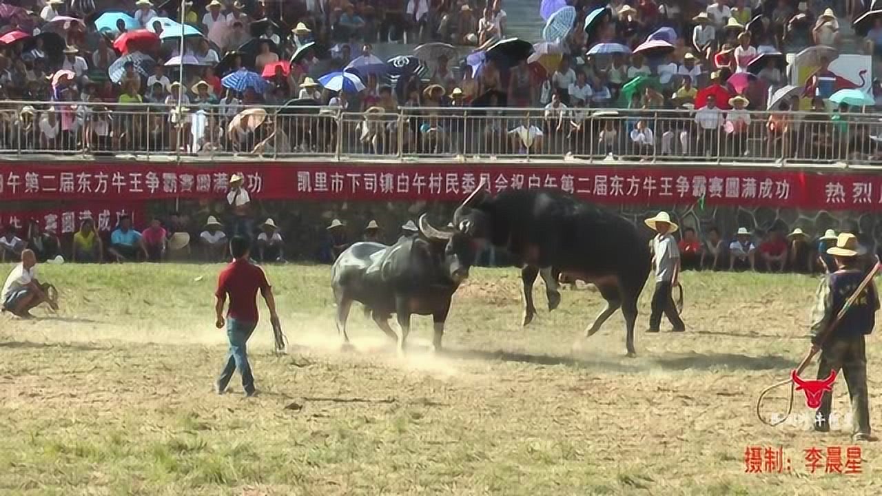 越南牛王爭(zhēng)霸賽，熱血競(jìng)技，榮耀之巔之戰(zhàn)！